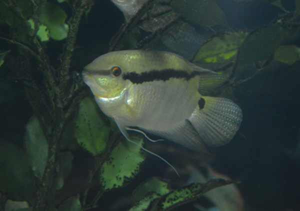Mesonauta mirificus
