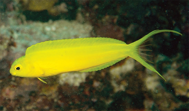 Meiacanthus oualanensis