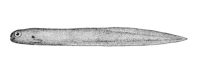 Melanostigma pammelas
