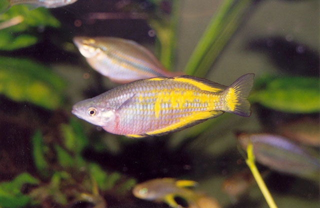 Melanotaenia parkinsoni