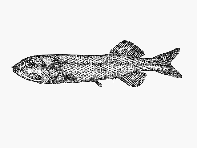 Mentodus perforatus