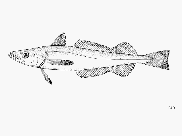 Merluccius senegalensis