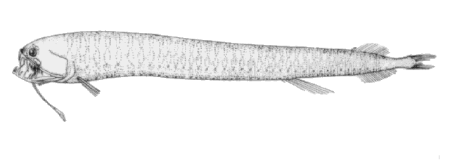 Melanostomias valdiviae