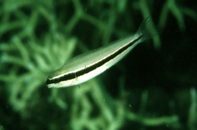 Meiacanthus vittatus