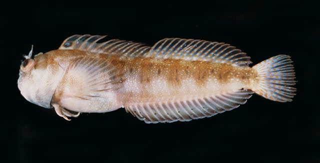 Mimoblennius atrocinctus