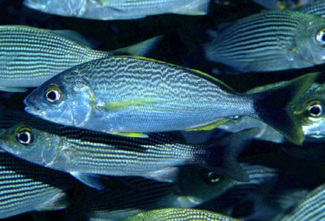 Microlepidotus brevipinnis