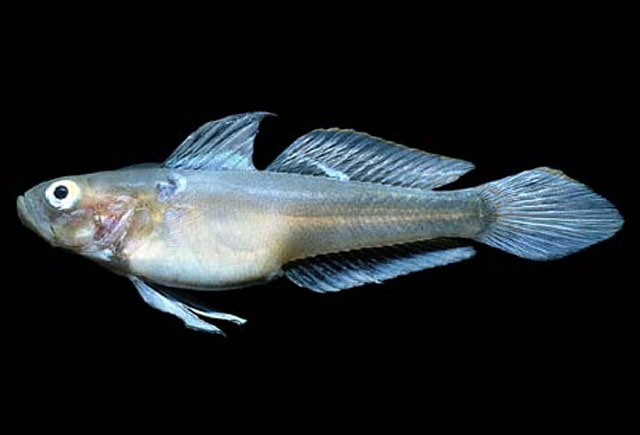 Microgobius cyclolepis
