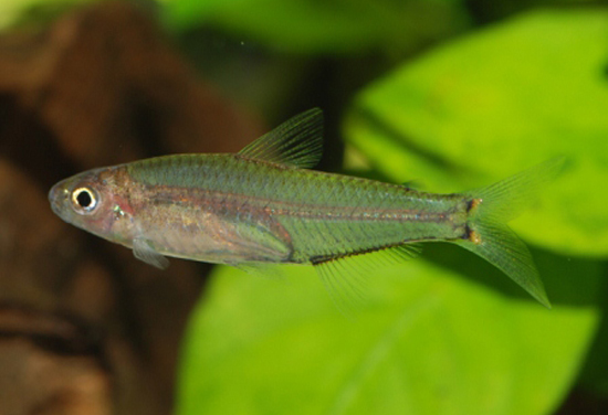 Mielo_f0.jpg