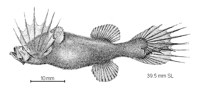 Mirapinna esau