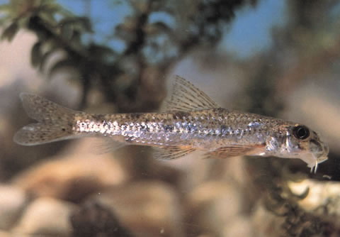 Microphysogobio fukiensis