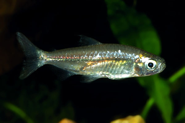Micralestes humilis