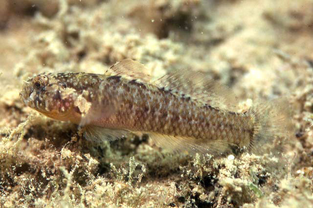 Millerigobius macrocephalus