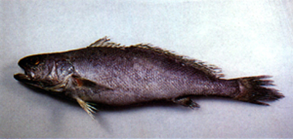 Miichthys miiuy