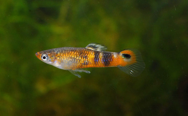 Poecilia picta
