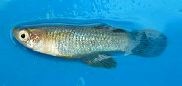 Micropanchax rudolfianus