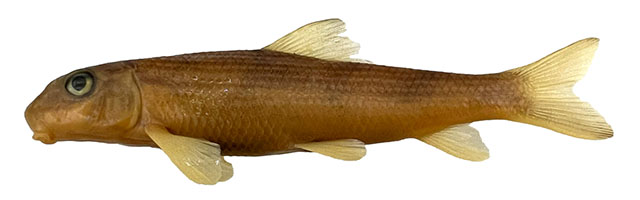 Moant_j0.jpg