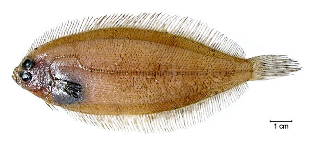 Monolene antillarum