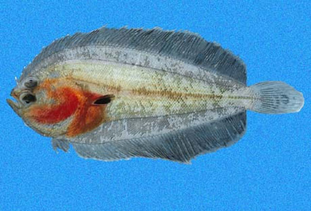 Monolene asaedae