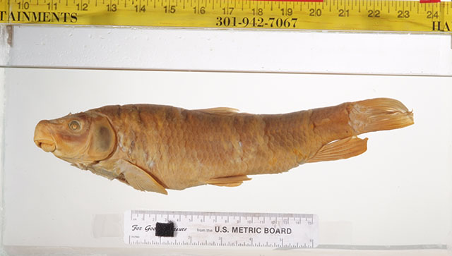 Moxostoma austrinum