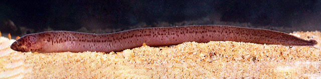 Ophichthys desilvai