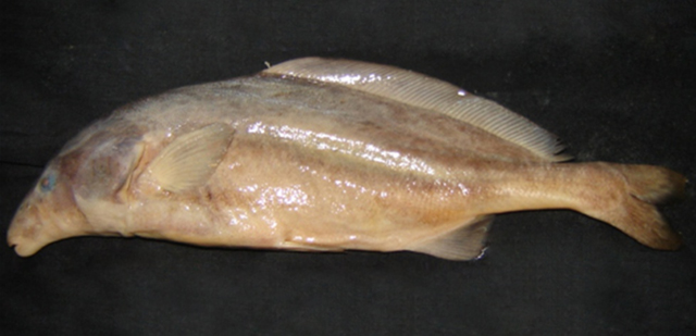 Mormyrus hildebrandti