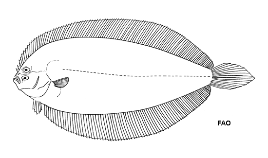 Monolene mertensae