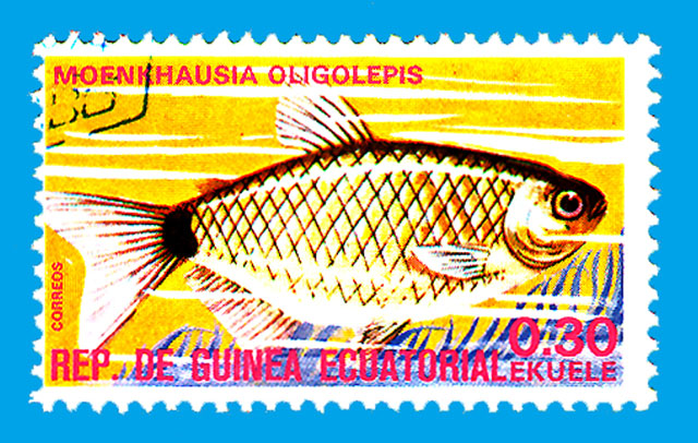 Mooli_u0.jpg