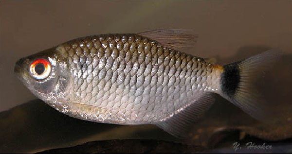 Bario oligolepis
