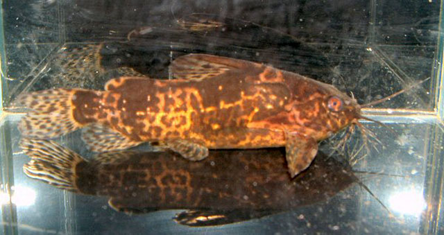 Mochokiella paynei