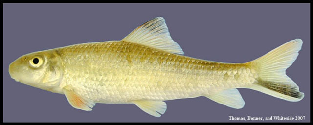 Moxostoma poecilurum
