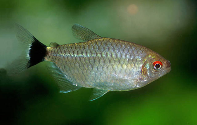 Bario sanctaefilomenae