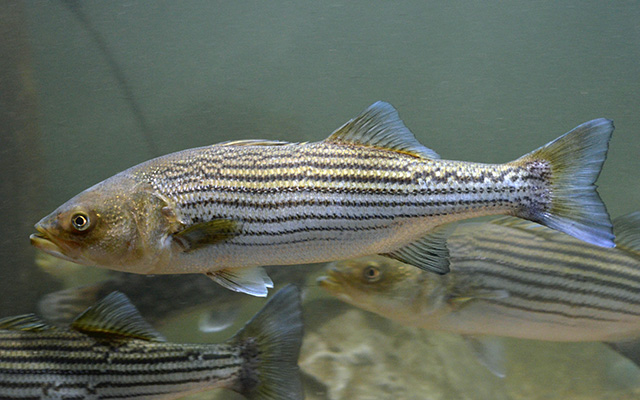 Morone saxatilis