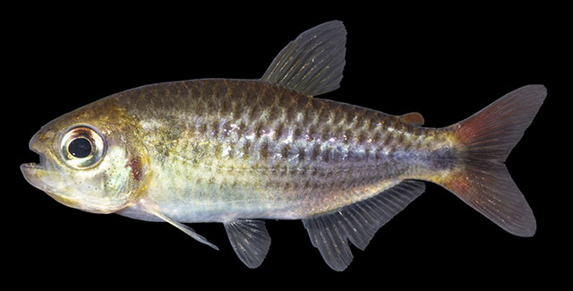 Moenkhausia solaris