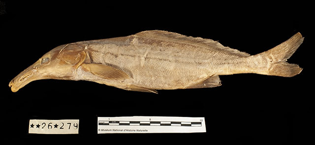 Mormyrus tenuirostris