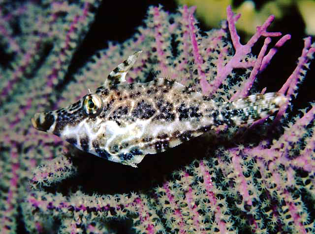 Monacanthus tuckeri