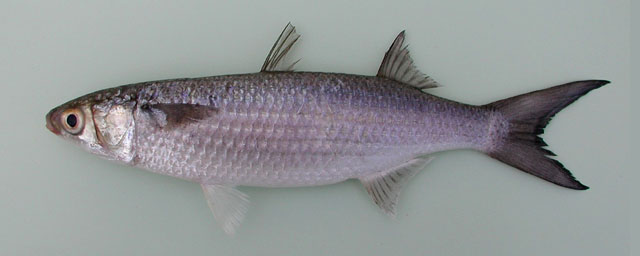 Mugil bananensis