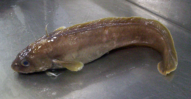 Muraenolepis orangiensis