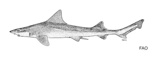 Mustelus sinusmexicanus