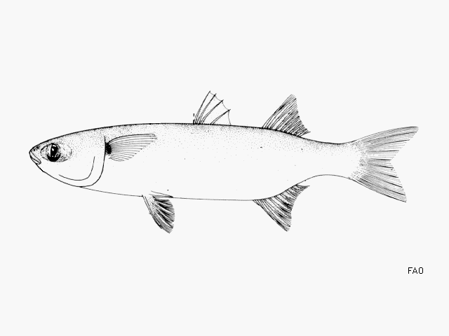 Mugil trichodon