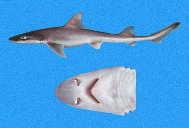 Mustelus whitneyi