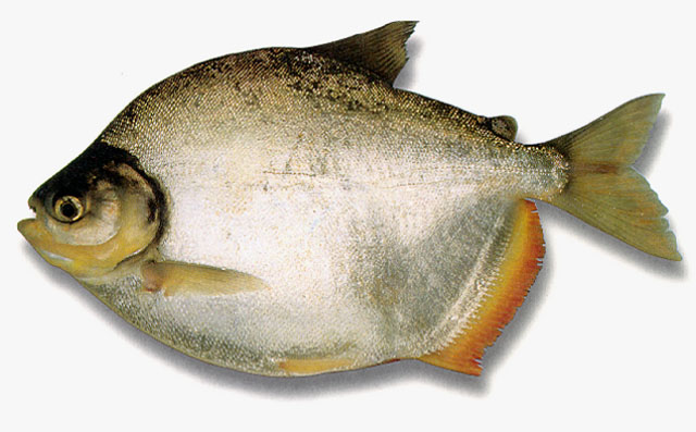 Mylossoma acanthogaster