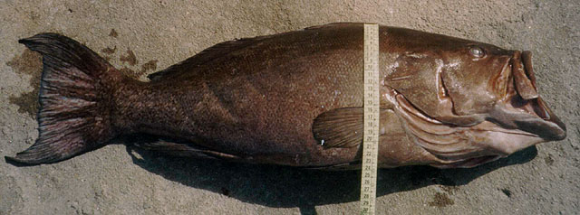 Myacu_u3.jpg