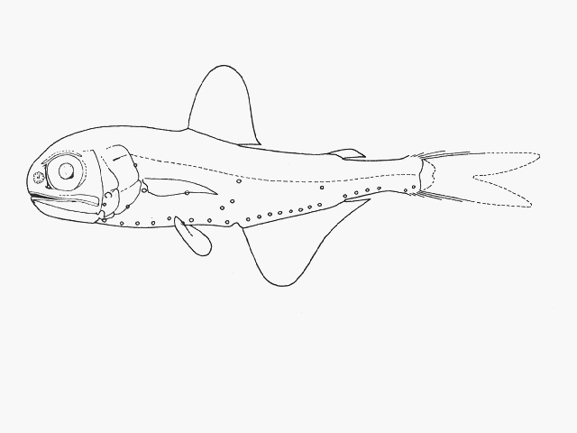 Dasyscopelus asper