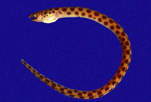 Myrichthys aspetocheiros