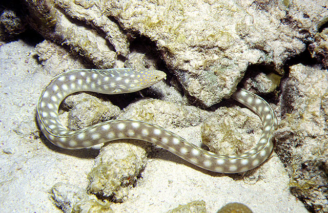 Myrichthys breviceps