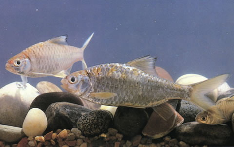 Mystacoleucus chilopterus