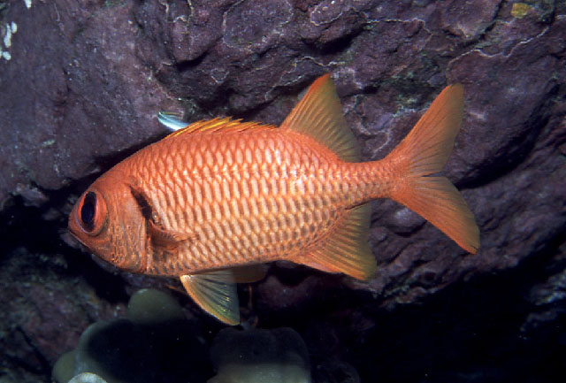 Myripristis earlei
