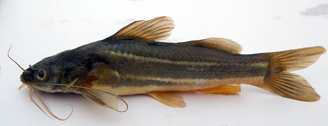 Mystus keletius
