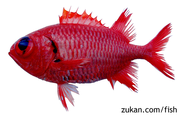 Myripristis kochiensis
