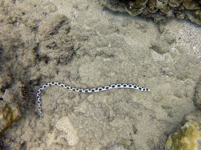 Myrichthys magnificus